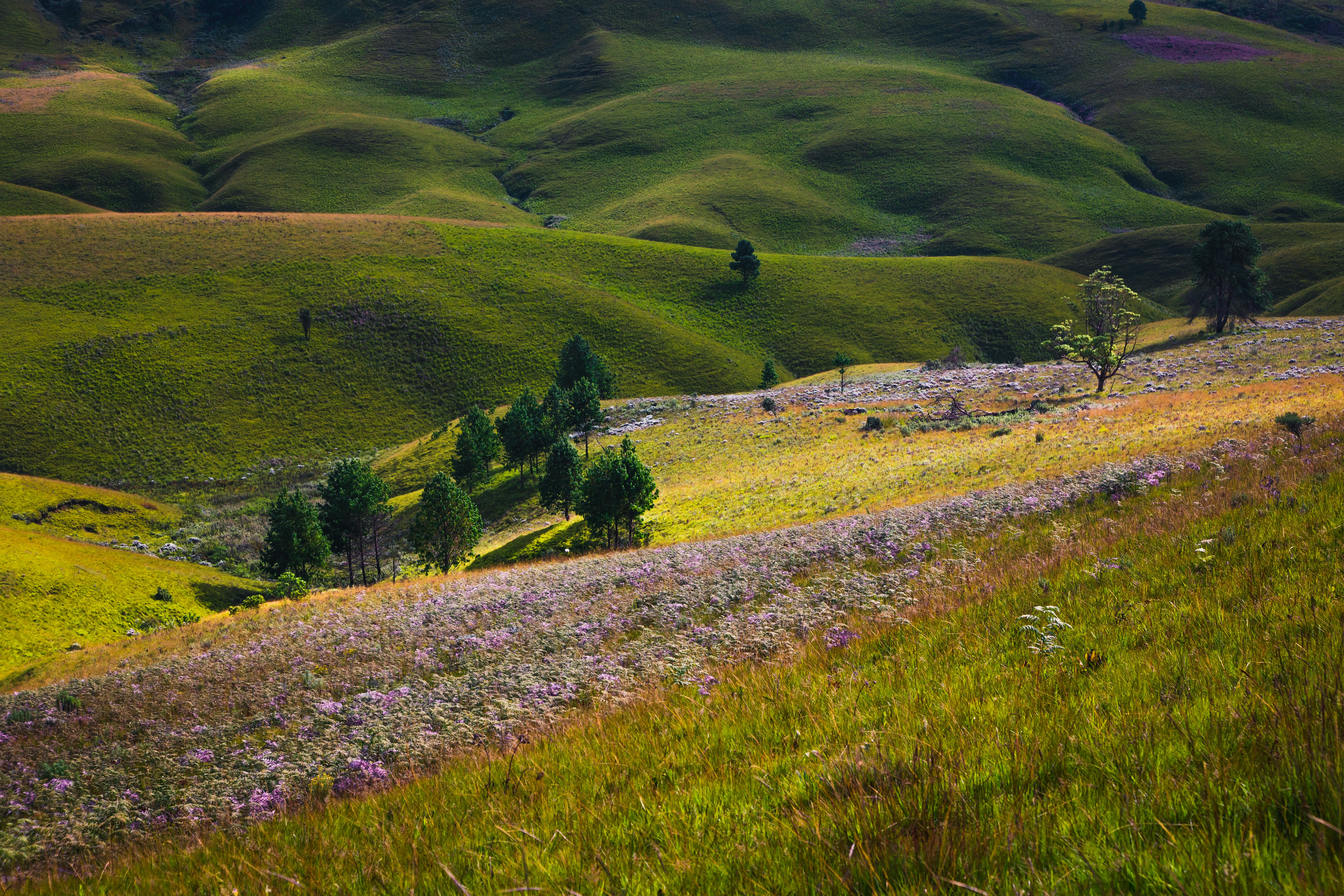 Kitulo National Park in Tanzania.