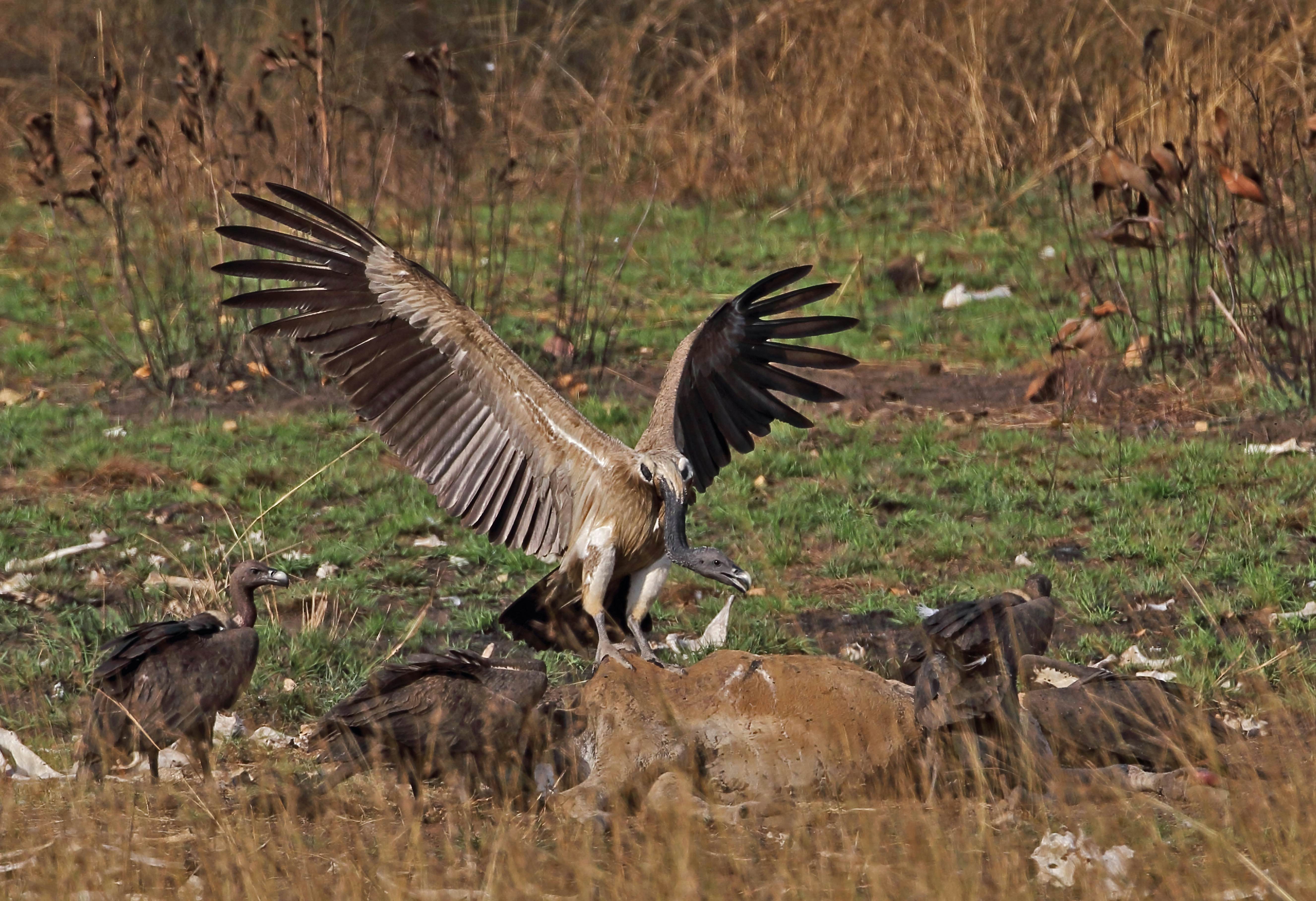 Vulture landing on a cow in Veal Krous Vulture Feeding Station, Cambodia.