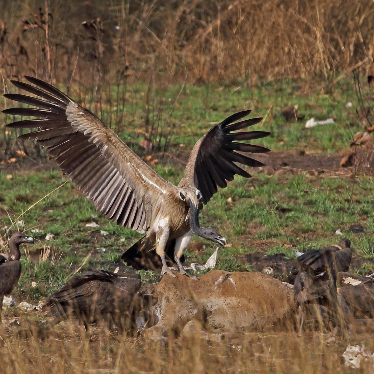 Vulture landing on a cow in Veal Krous Vulture Feeding Station, Cambodia.