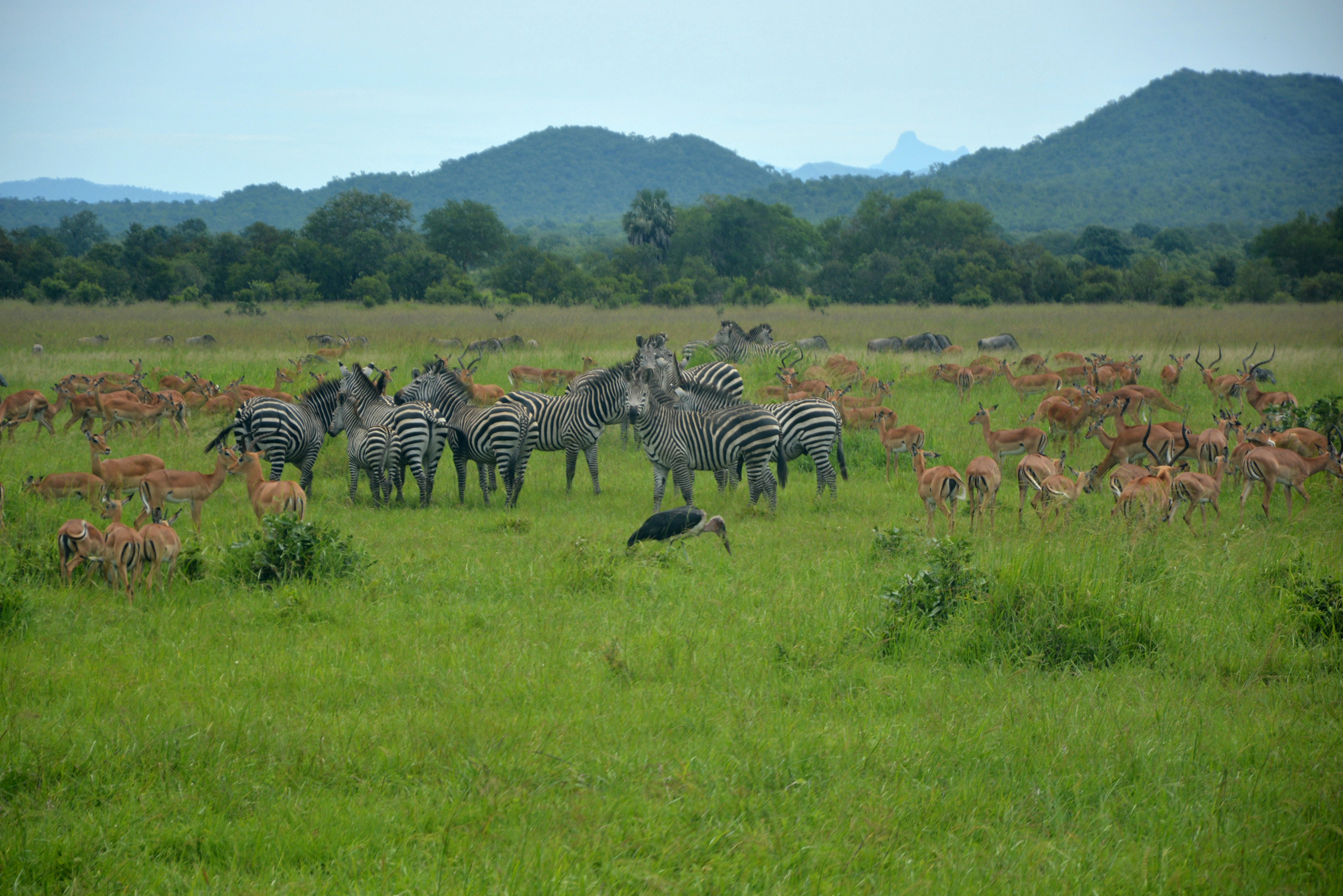 Impalas, zebras and a marabou in Mikumi National Park, Tanzania.