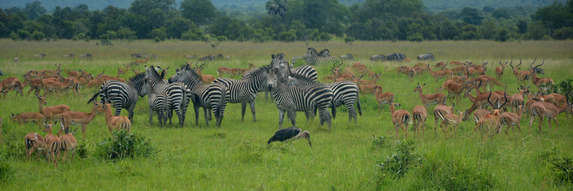 Impalas, zebras and a marabou in Mikumi National Park, Tanzania.