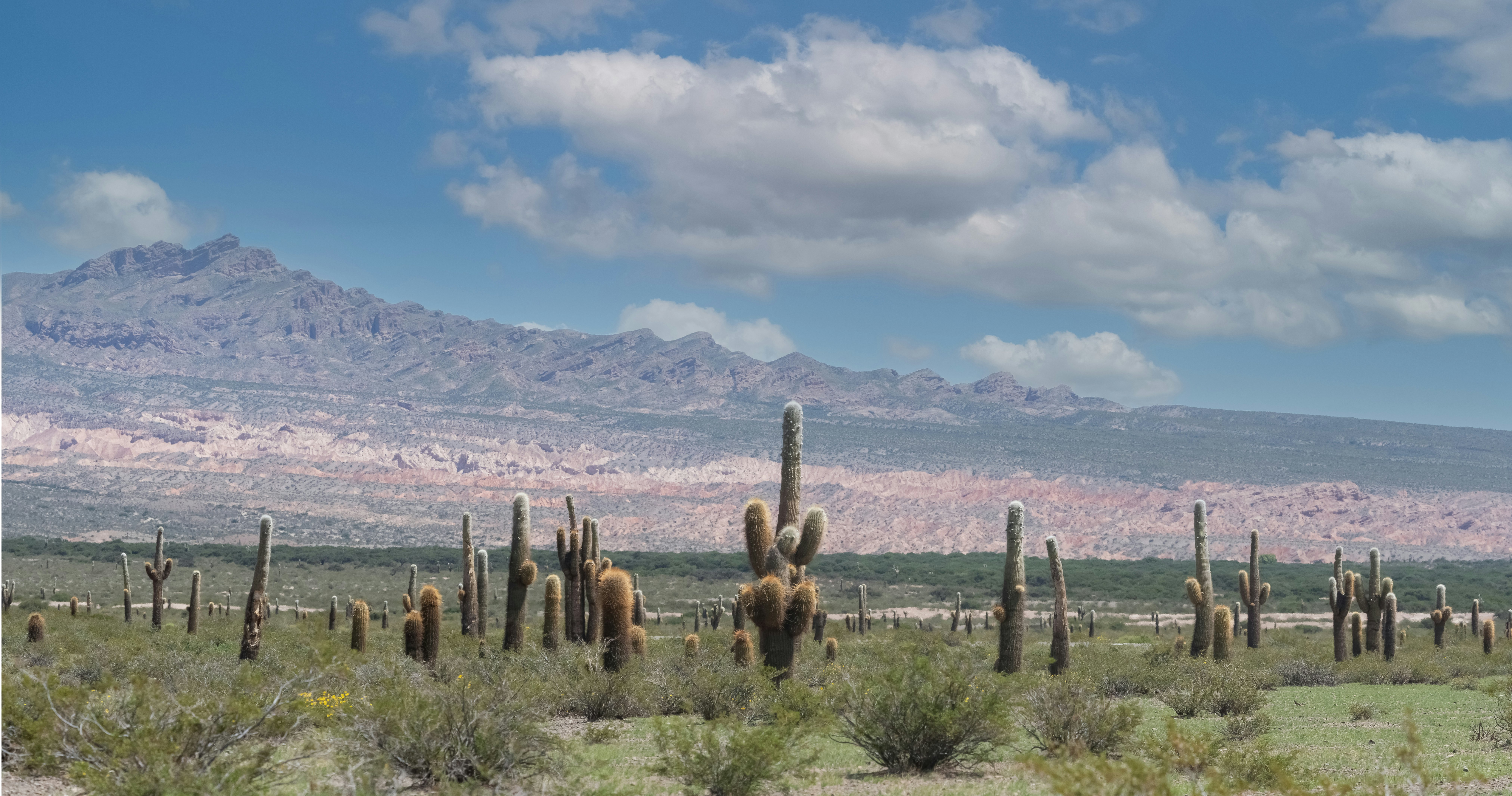 Giant cactus forest in Los Cardones National Park.