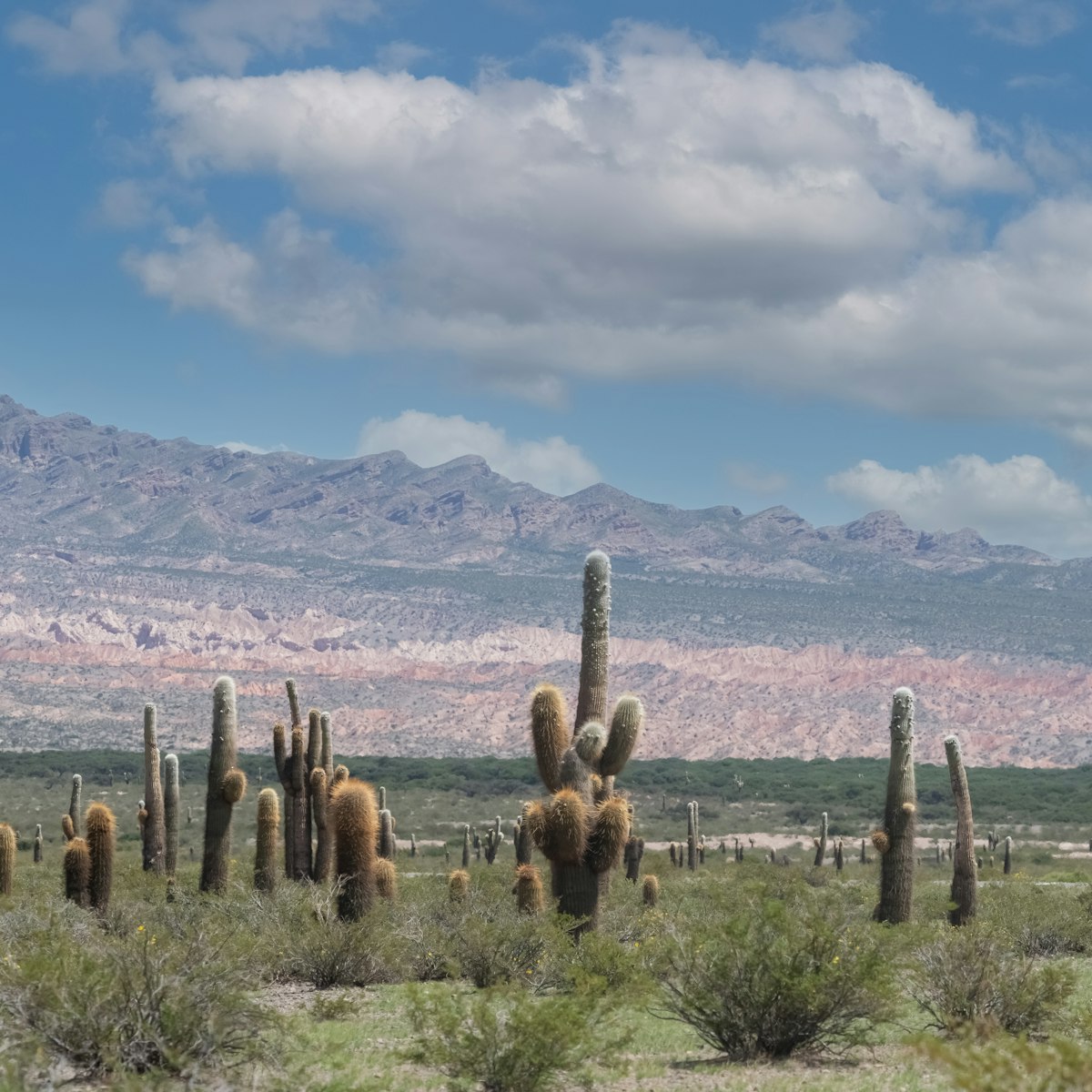 Giant cactus forest in Los Cardones National Park.