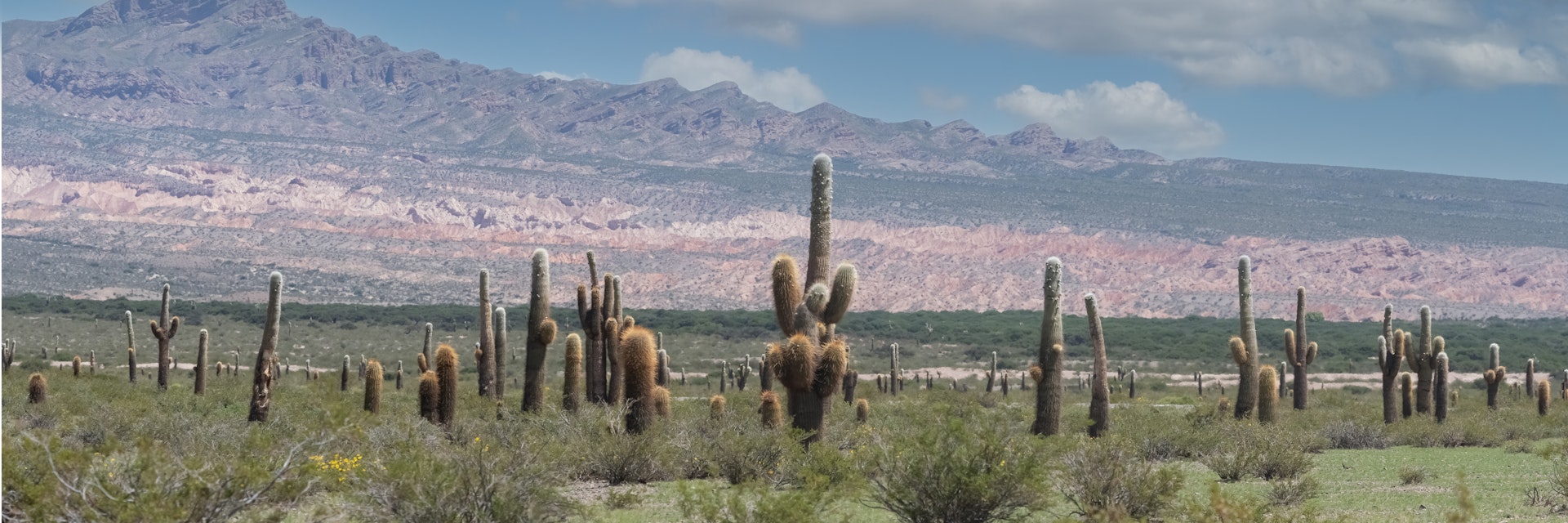 Giant cactus forest in Los Cardones National Park.