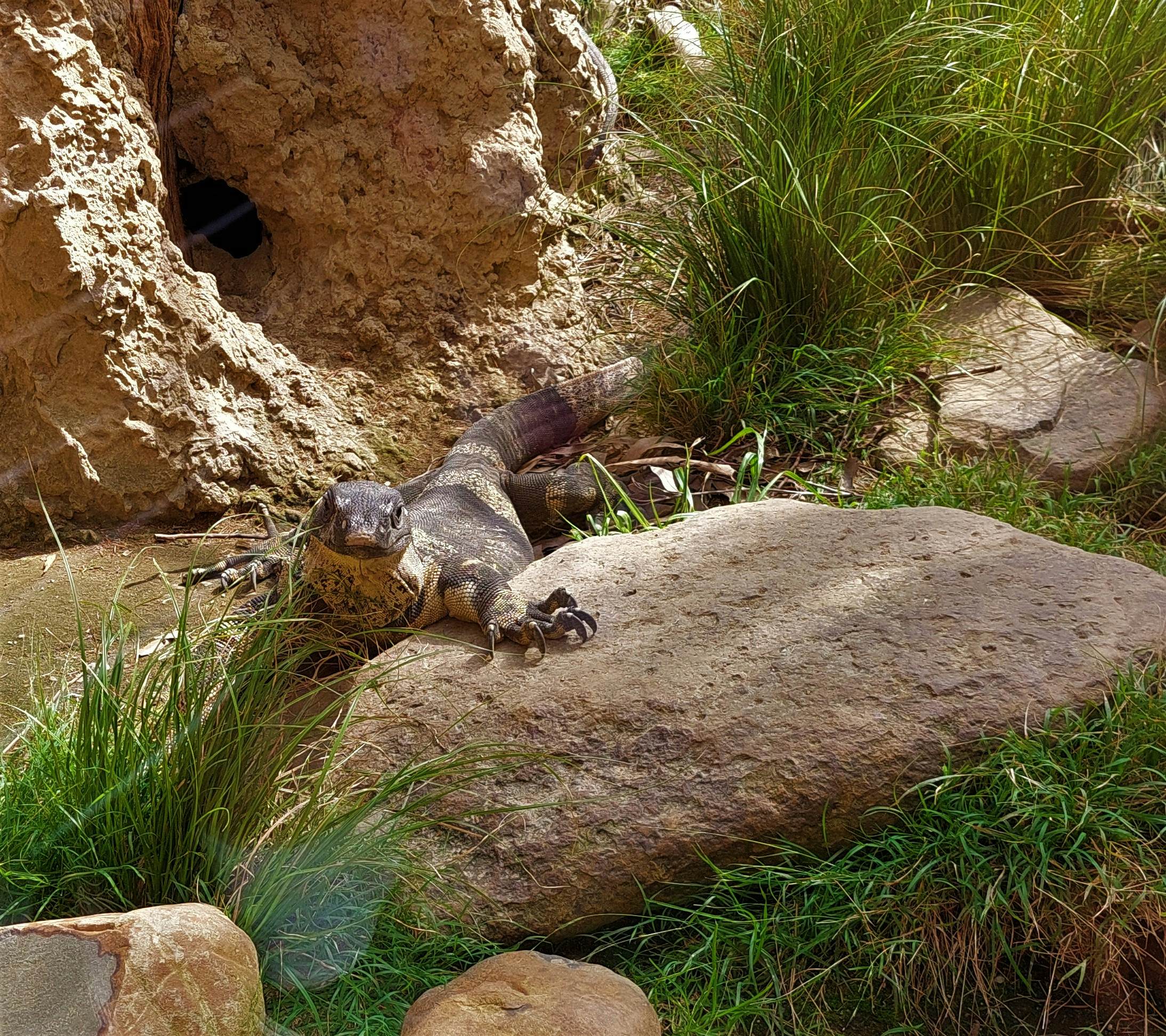 A large lizard in its enclosure at the Auckland Zoo, New Zealand.