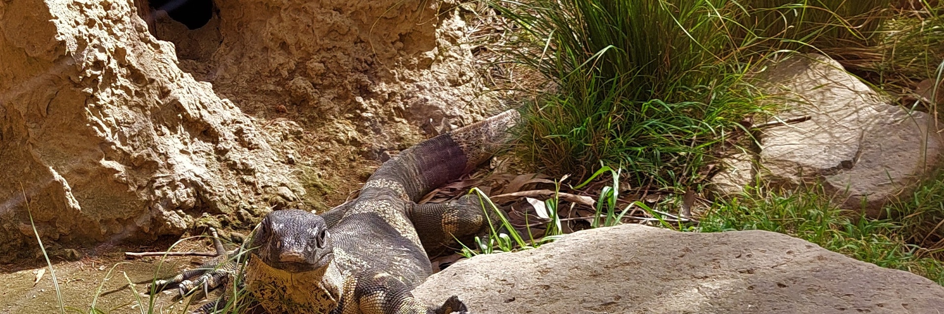 A large lizard in its enclosure at the Auckland Zoo, New Zealand.