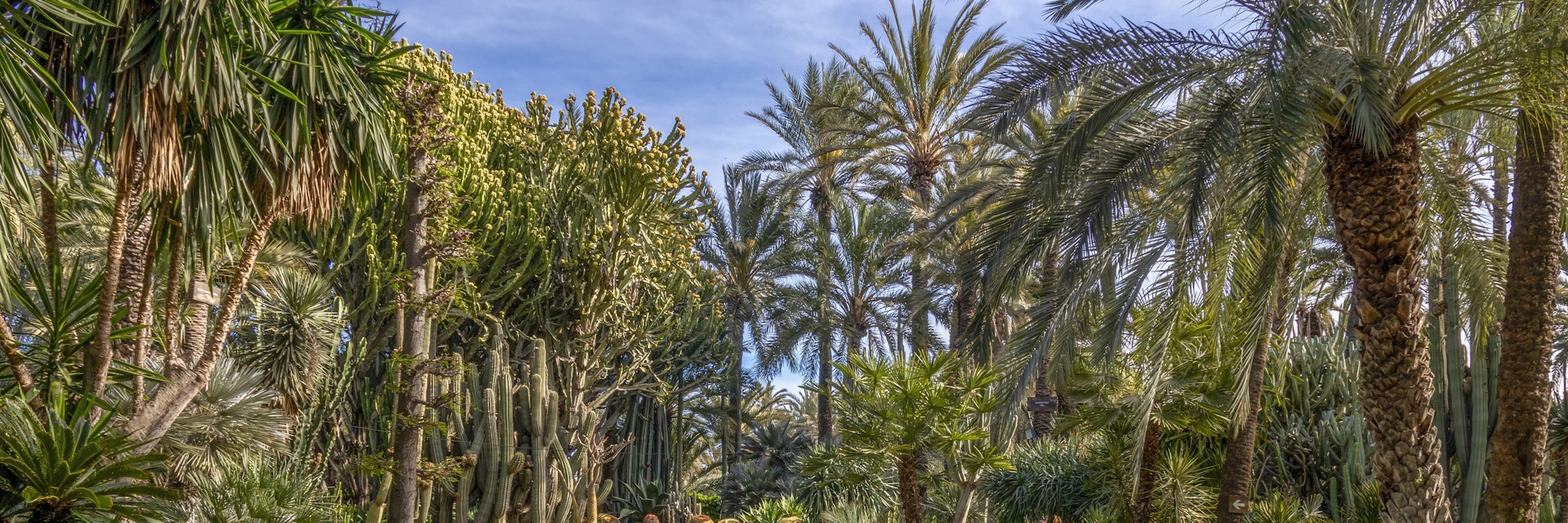 Botanical garden of the huerto del cura in Elche, Alicante, Spain.