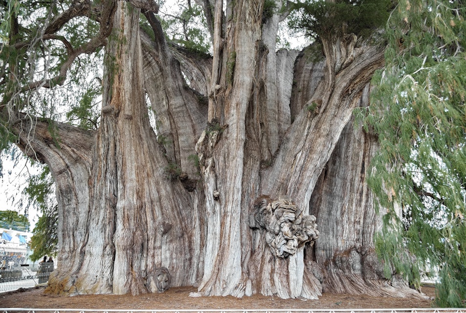 El Árbol del Tule, the tree of Tule.