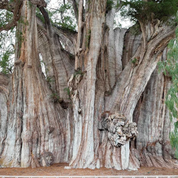 El Árbol del Tule, the tree of Tule.