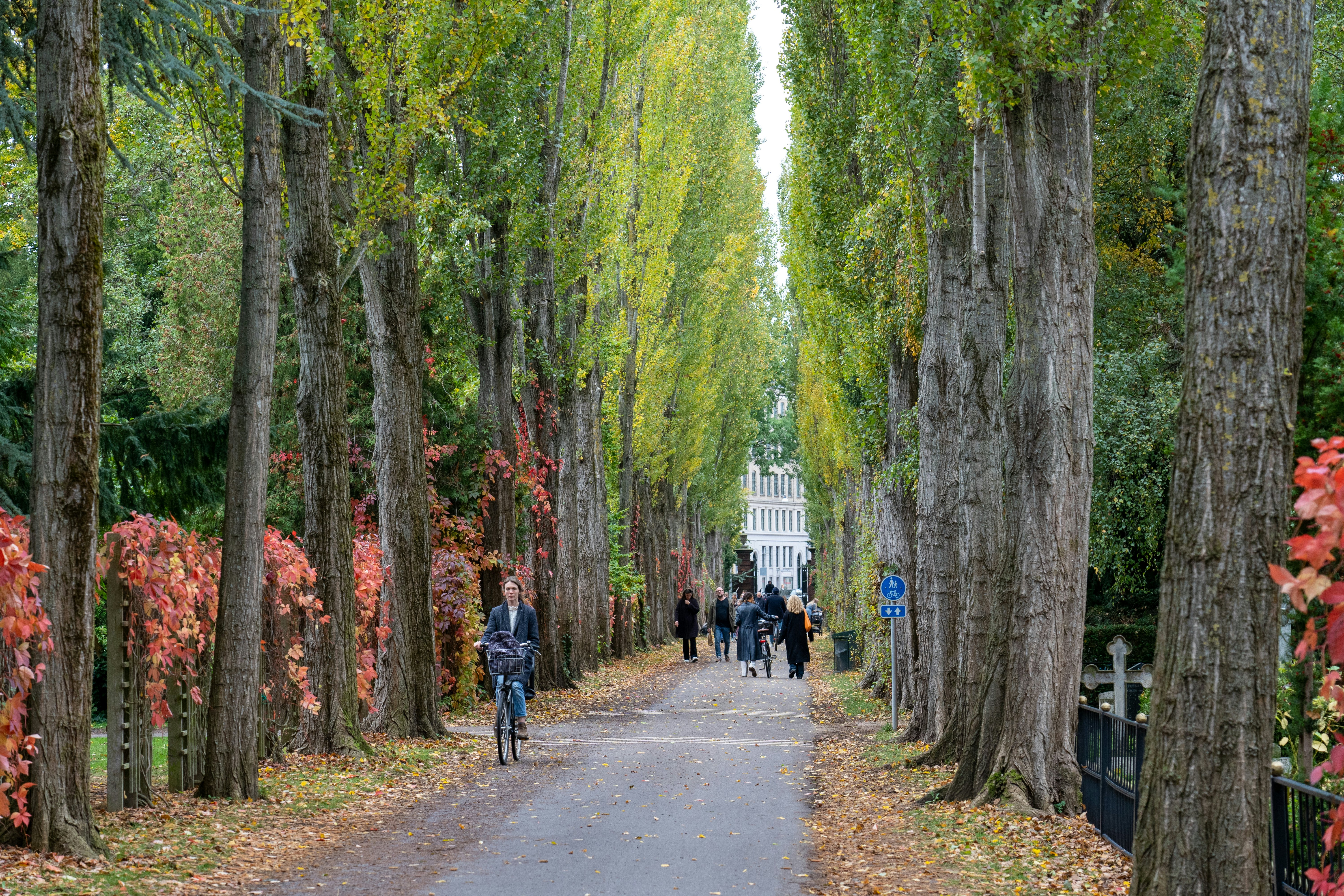 A tree alley and people walking in Assistens Cemetery in Copenhagen.