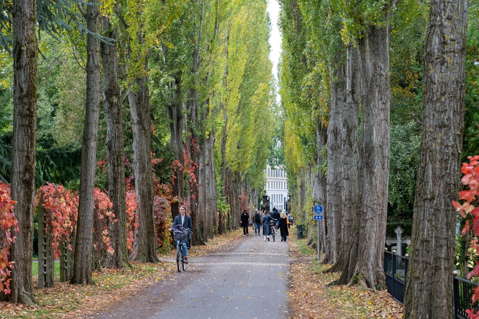 A tree alley and people walking in Assistens Cemetery in Copenhagen.