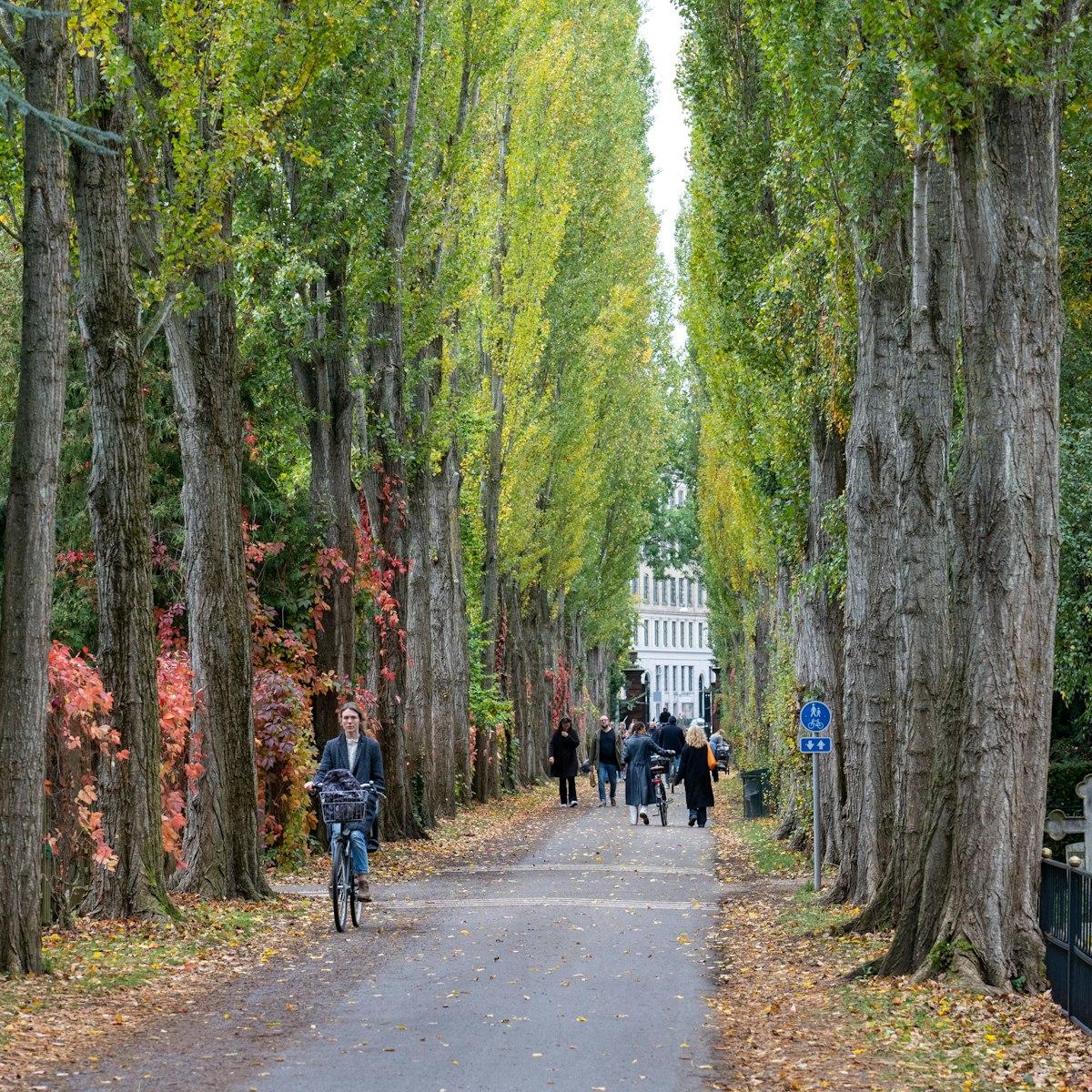 A tree alley and people walking in Assistens Cemetery in Copenhagen.