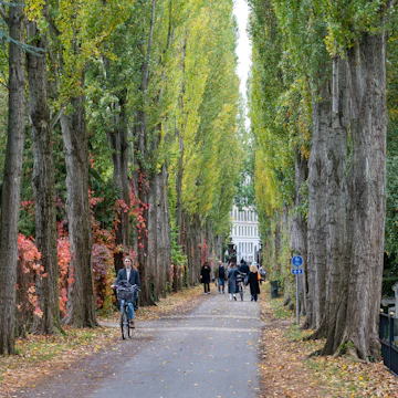 A tree alley and people walking in Assistens Cemetery in Copenhagen.