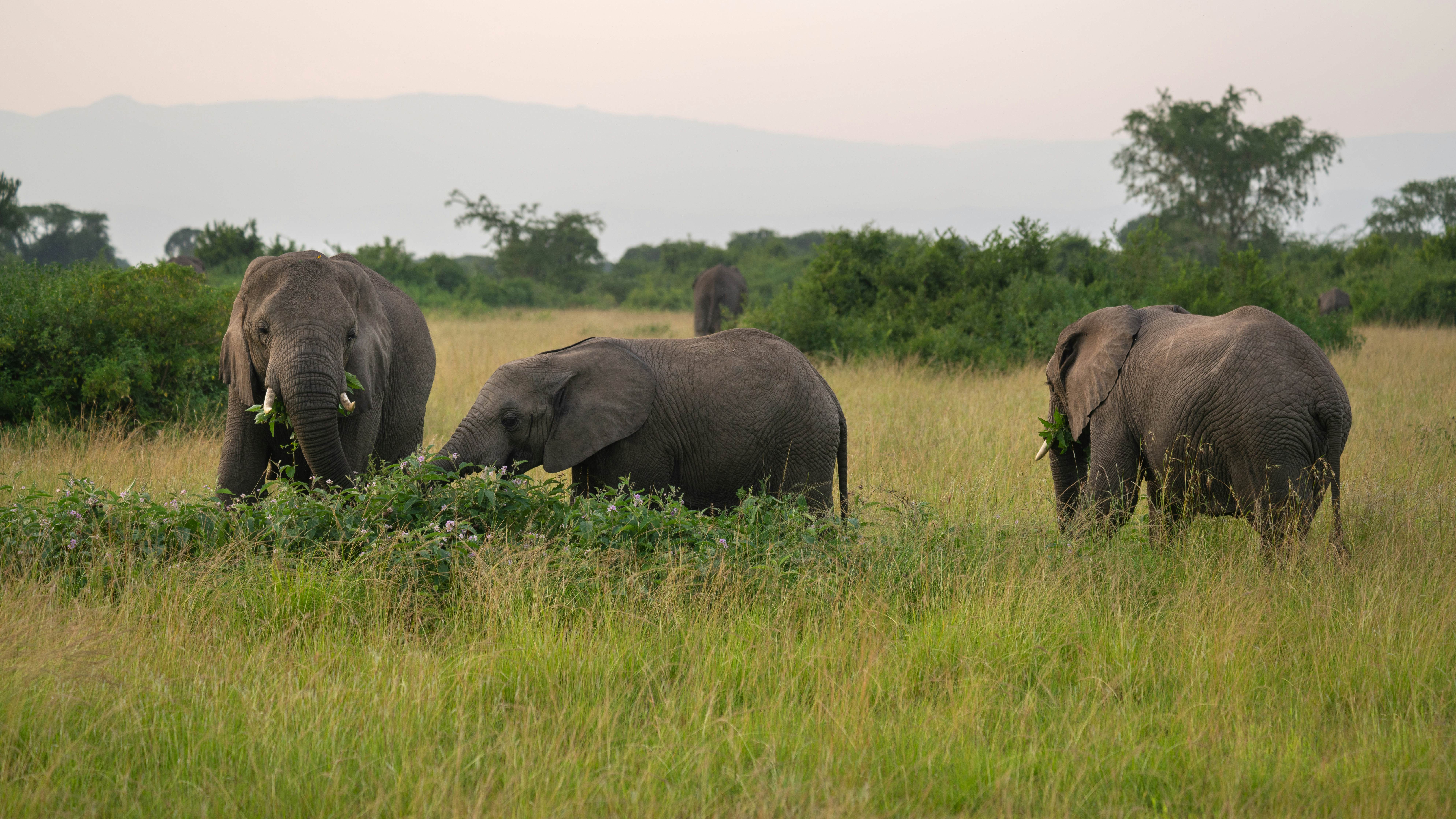 African elephants in Queen Elizabeth National Park, Uganda.