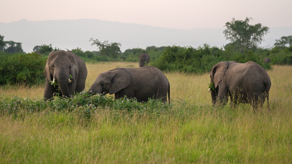 African elephants in Queen Elizabeth National Park, Uganda.