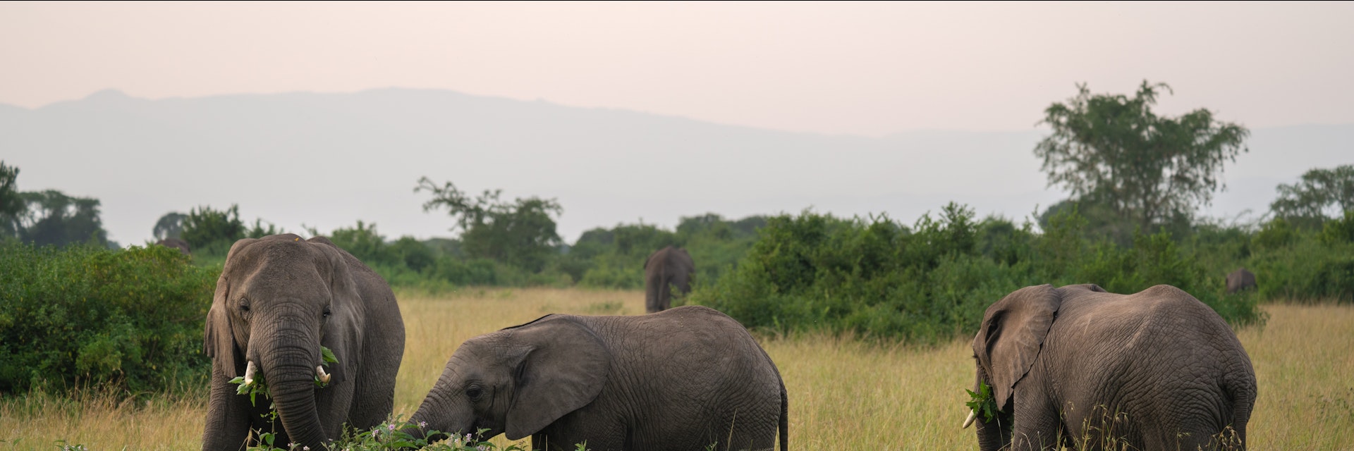 African elephants in Queen Elizabeth National Park, Uganda.