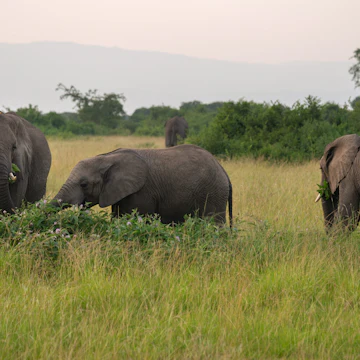 African elephants in Queen Elizabeth National Park, Uganda.
