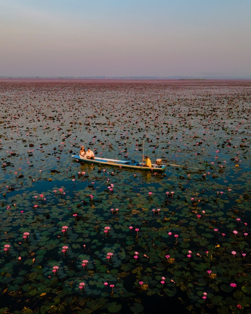 Sunrise at the sea of red lotus, Lake Nong Harn, Udon Thani, Thailand.