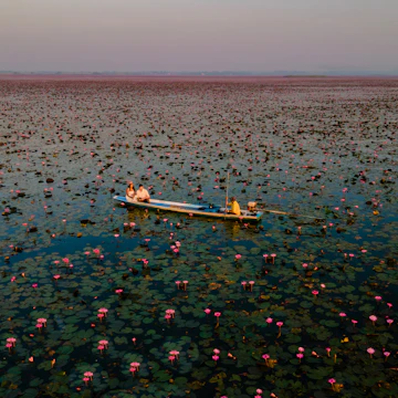 Sunrise at the sea of red lotus, Lake Nong Harn, Udon Thani, Thailand.