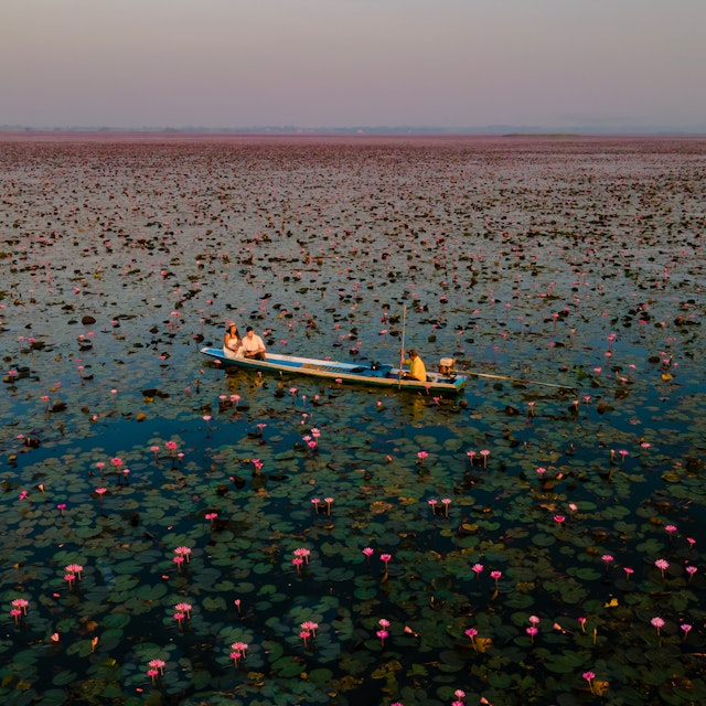 Sunrise at the sea of red lotus, Lake Nong Harn, Udon Thani, Thailand.