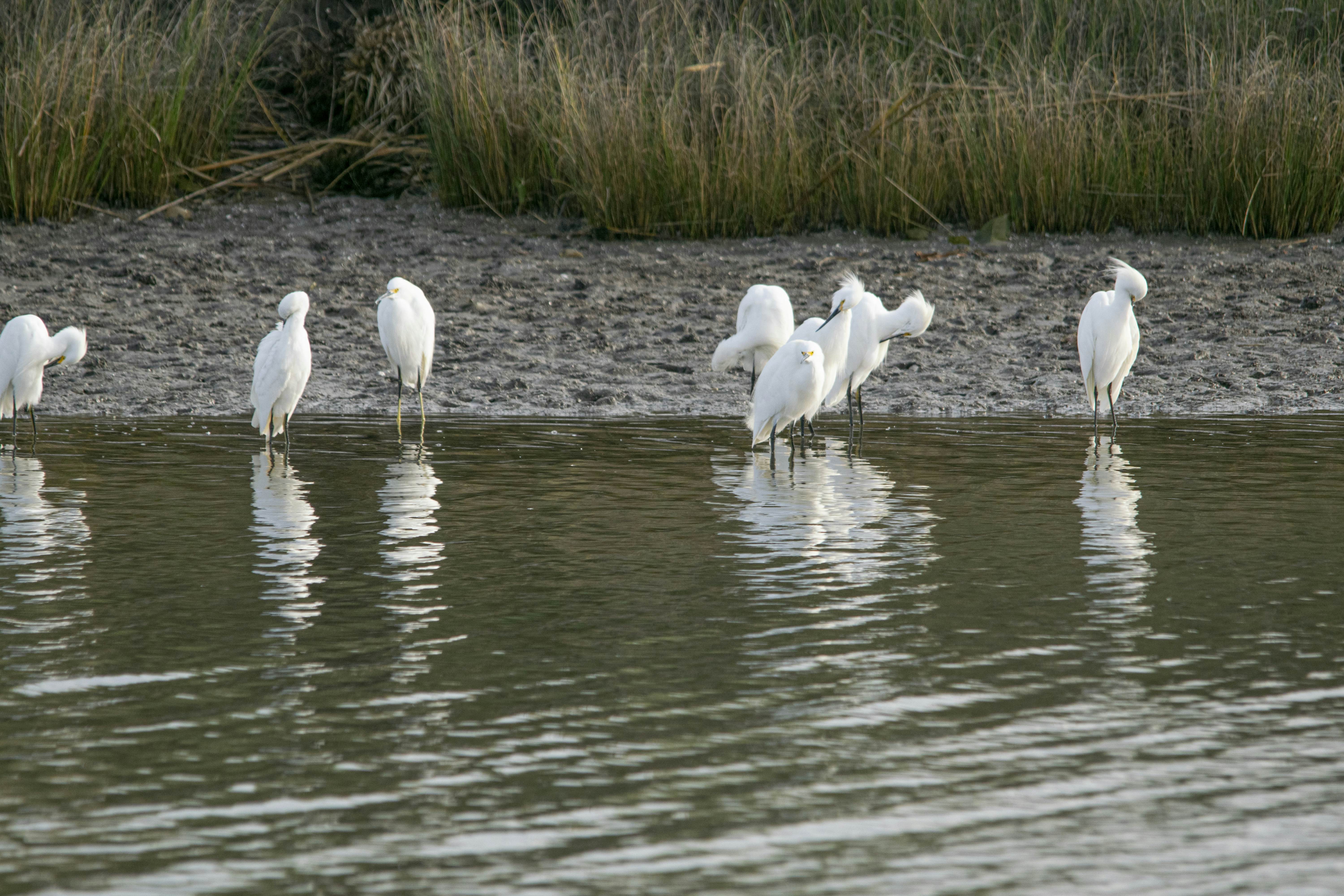 Snowy egret in the lagoon Mar Chiquita.