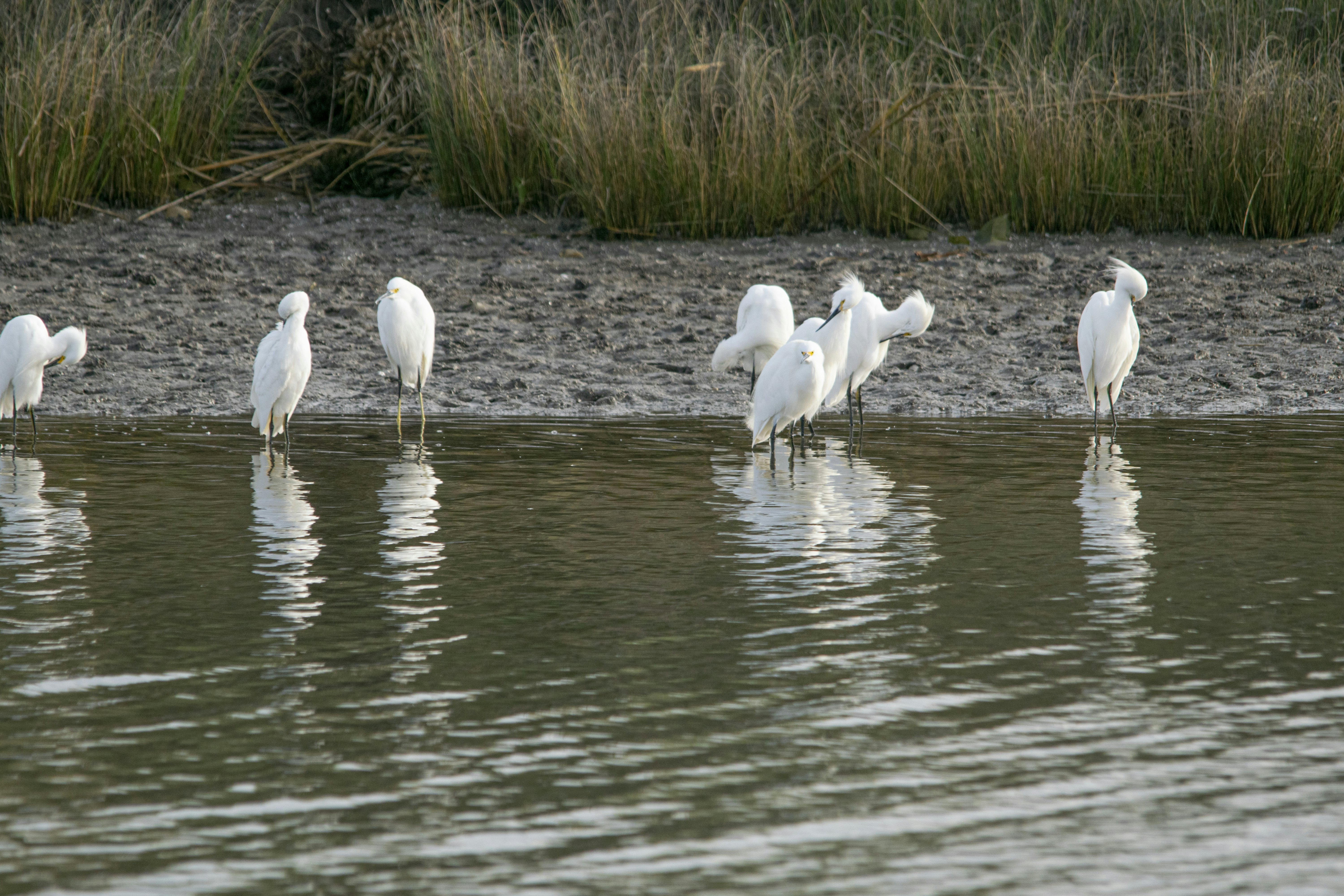 Snowy egret in the lagoon Mar Chiquita.