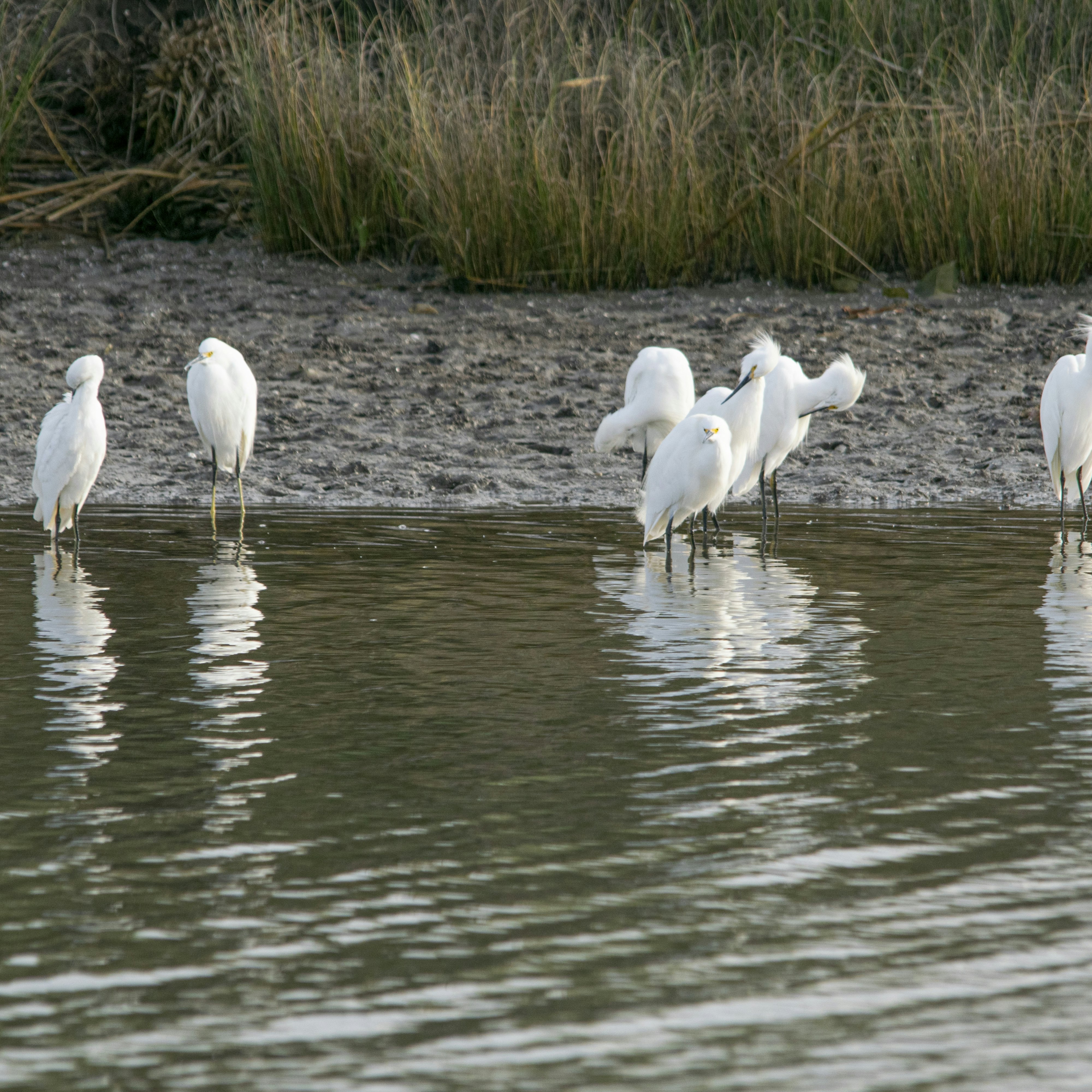 Snowy egret in the lagoon Mar Chiquita.
