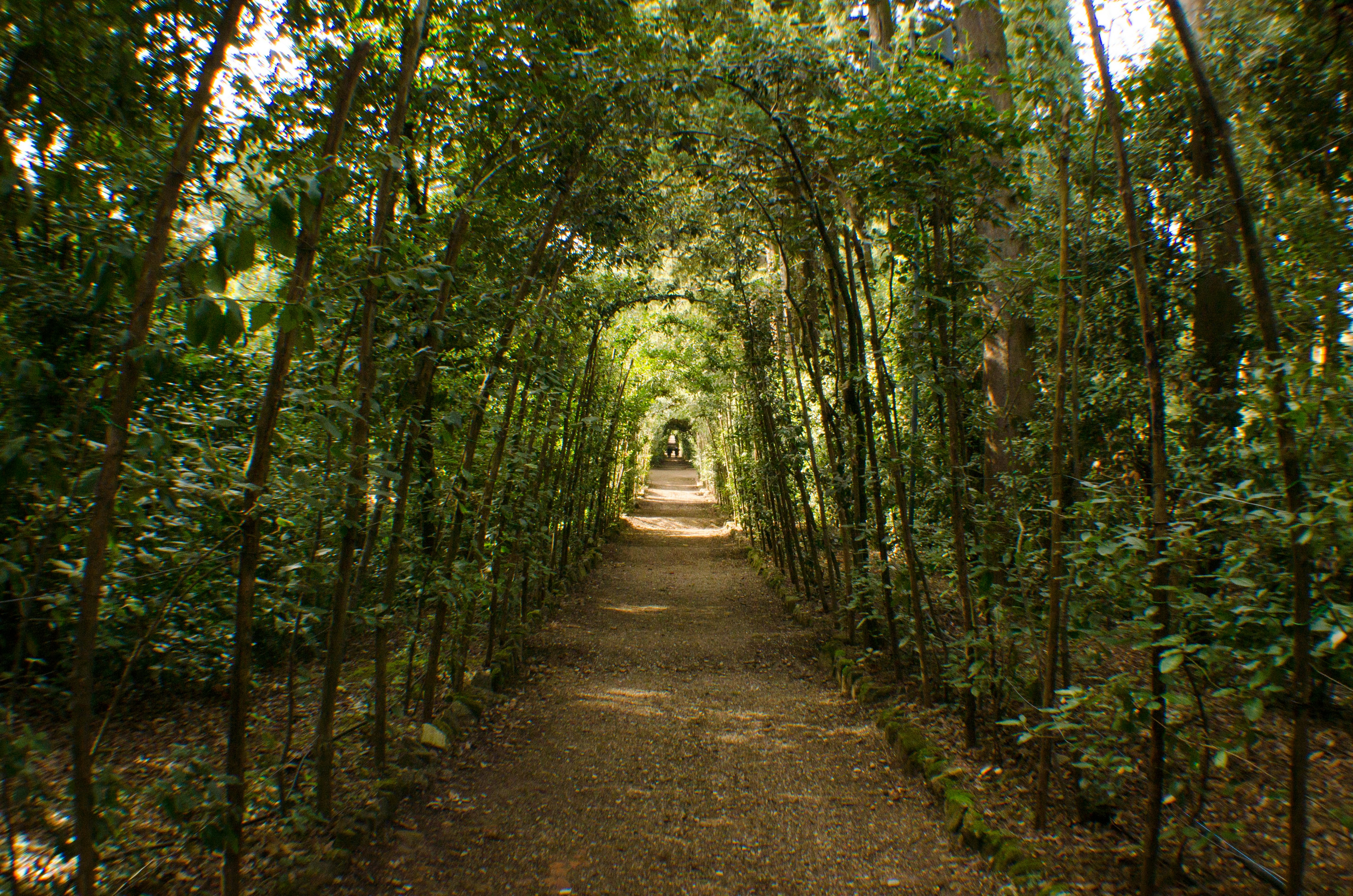 Boboli Gardens in Florence
464490834
Giardini Di Boboli, Palazzo Pitti, Grotto, Renaissance, Nature, Florence - Italy, Tuscany, Italy, Front or Back Yard, Park, istockphoto, 2014, Dan Brown