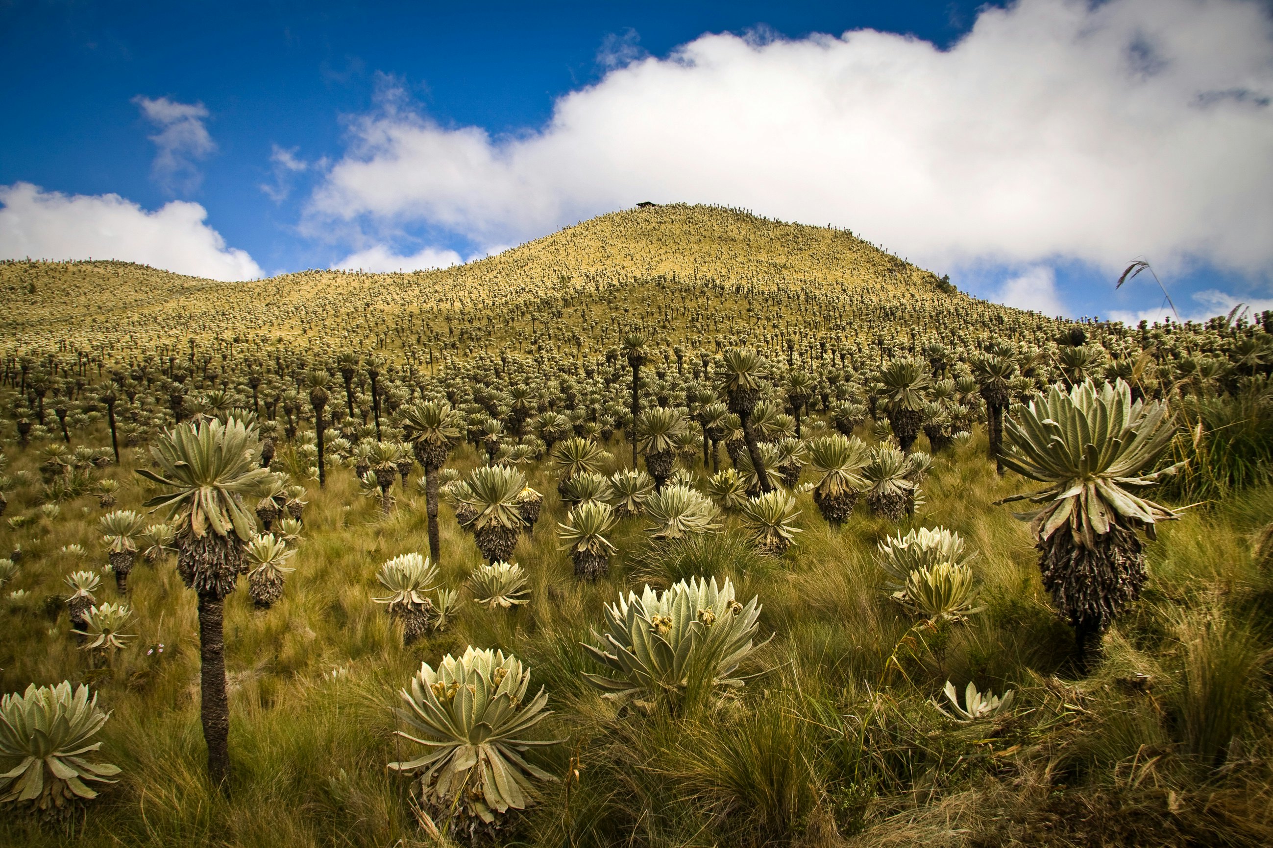 Landscape in El Angel ecological reserve in Ecuador.
