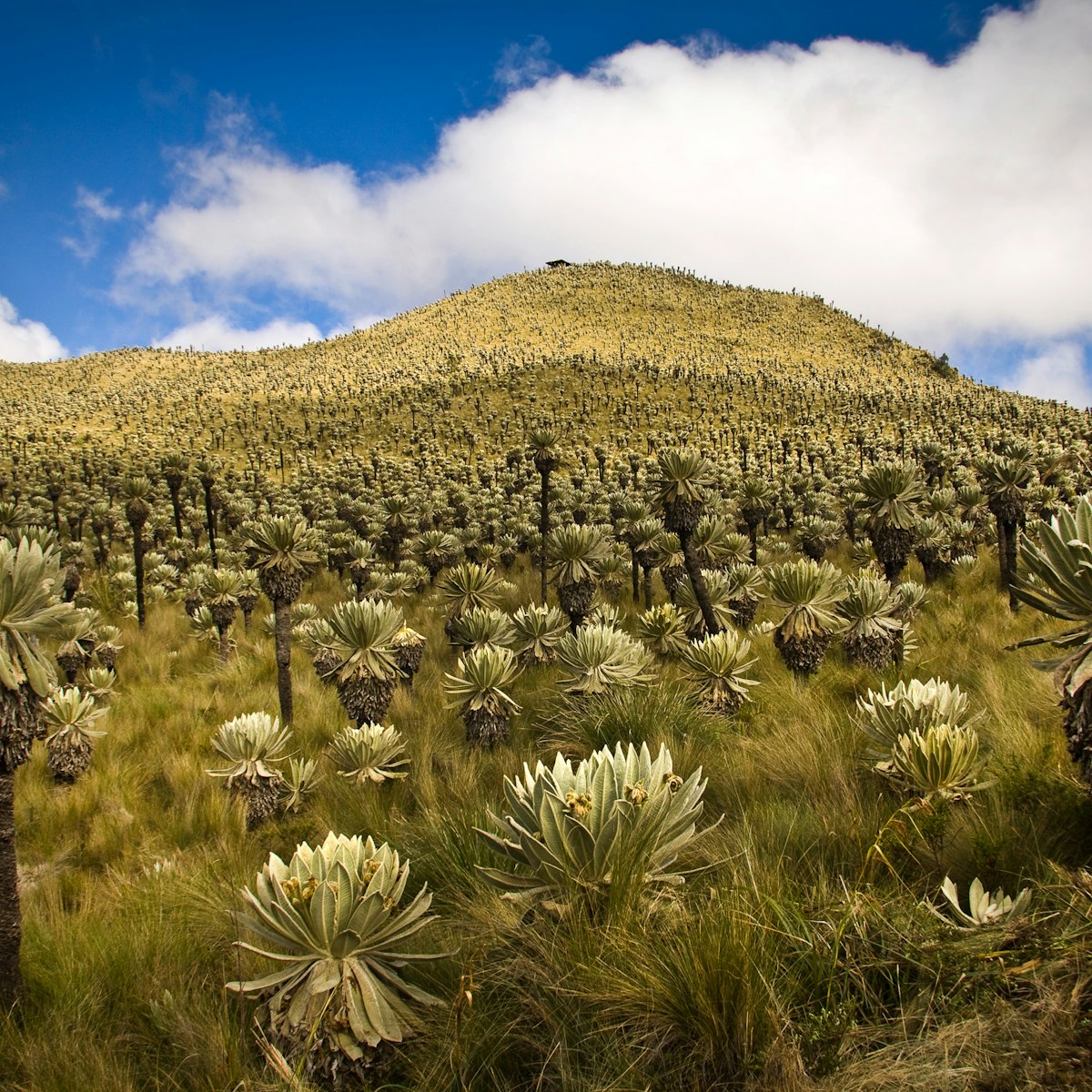 Landscape in El Angel ecological reserve in Ecuador.