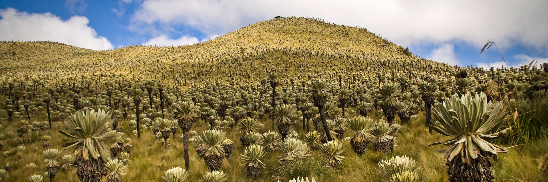 Landscape in El Angel ecological reserve in Ecuador.