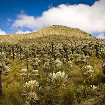 Landscape in El Angel ecological reserve in Ecuador.