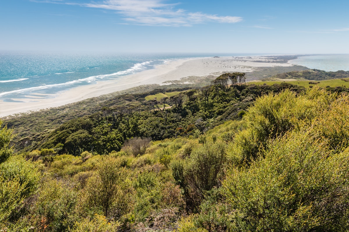 Manuka bush growing on sand dunes at Farewell Spit in Golden Bay, New Zealand.