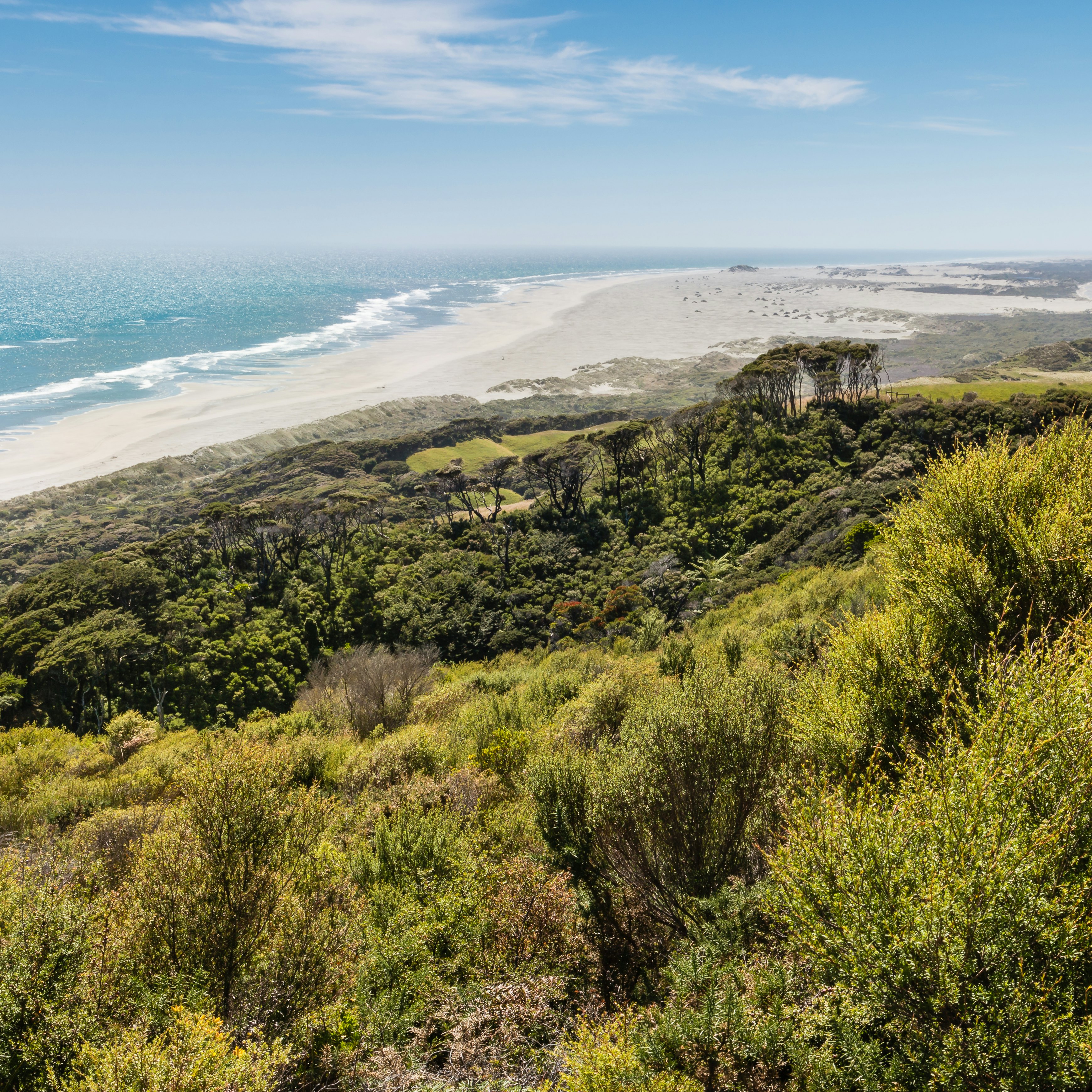 Manuka bush growing on sand dunes at Farewell Spit in Golden Bay, New Zealand.