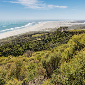 Manuka bush growing on sand dunes at Farewell Spit in Golden Bay, New Zealand.