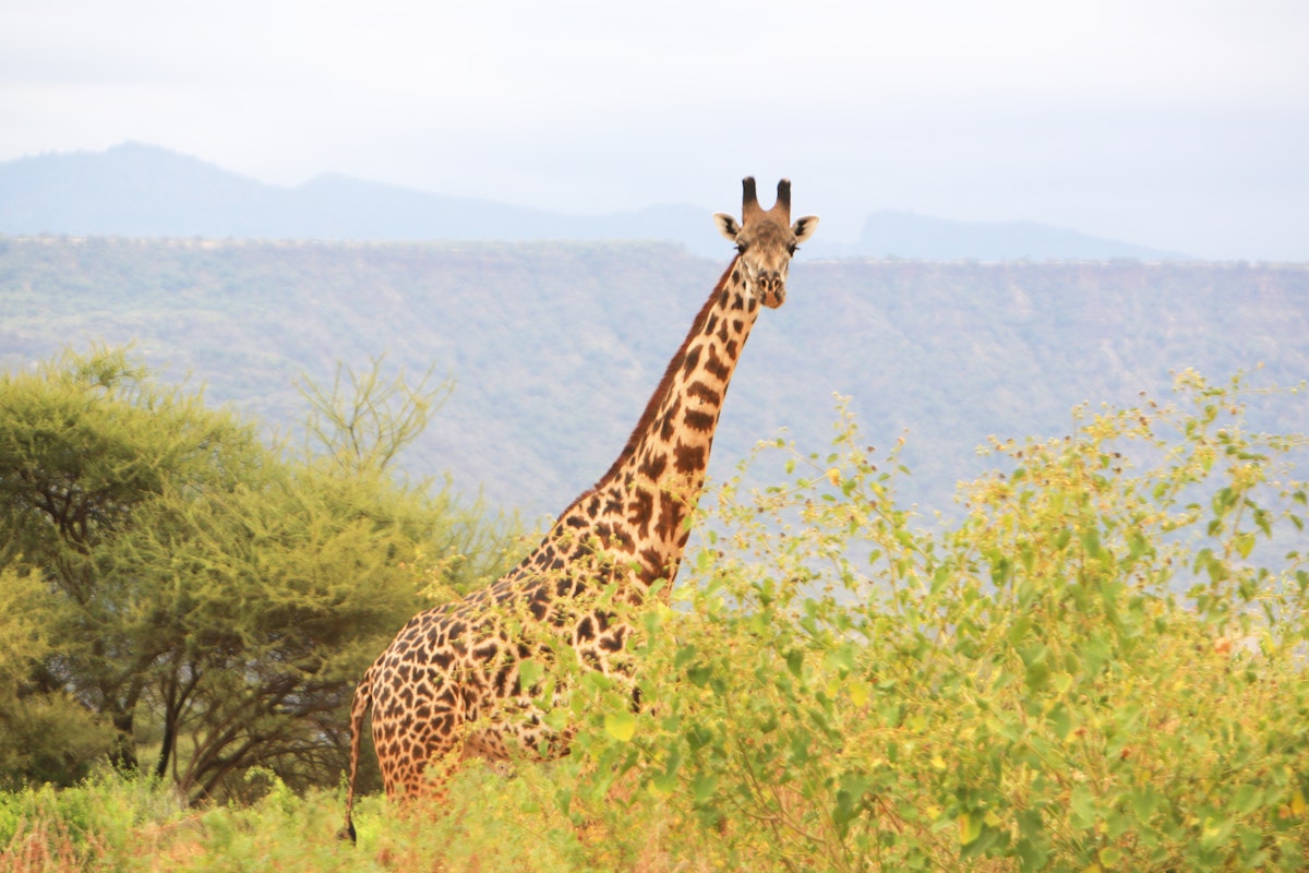 Masai giraffe in the Shompole Conservancy.