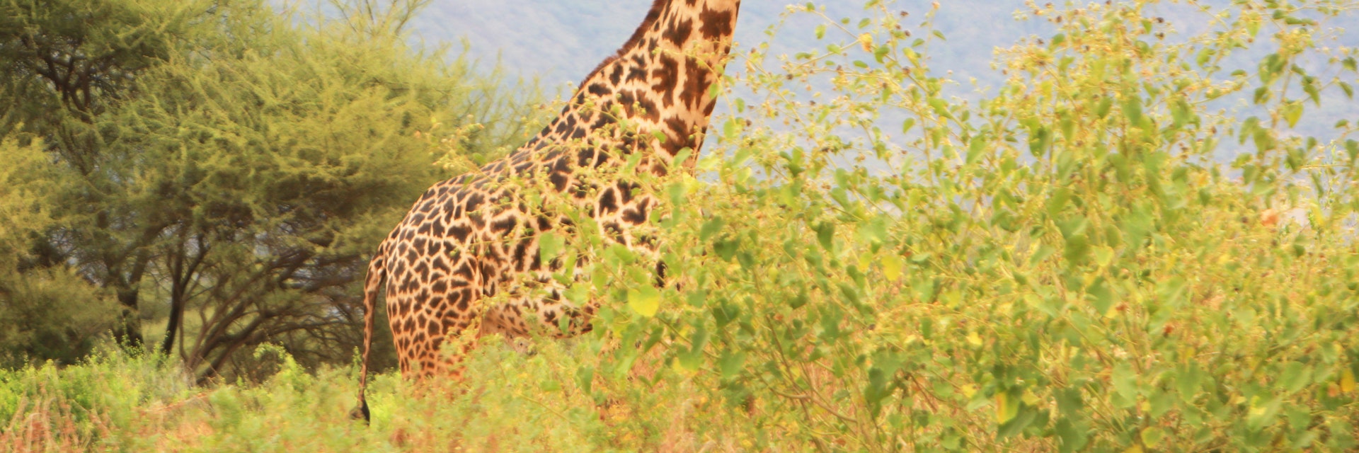 Masai giraffe in the Shompole Conservancy.