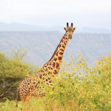 Masai giraffe in the Shompole Conservancy.