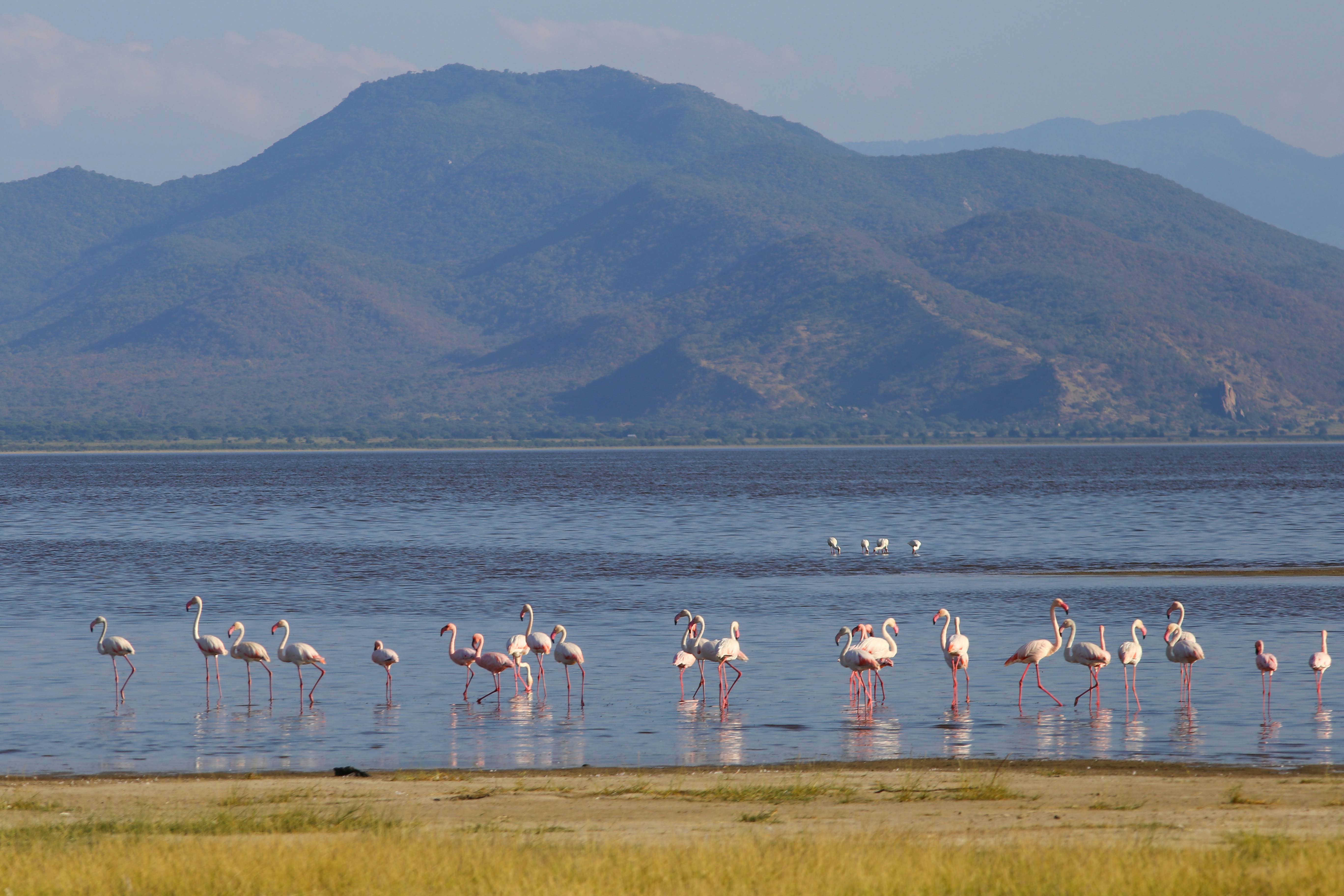 A group of flamingos wading in Lake Manyara in Tanzania.