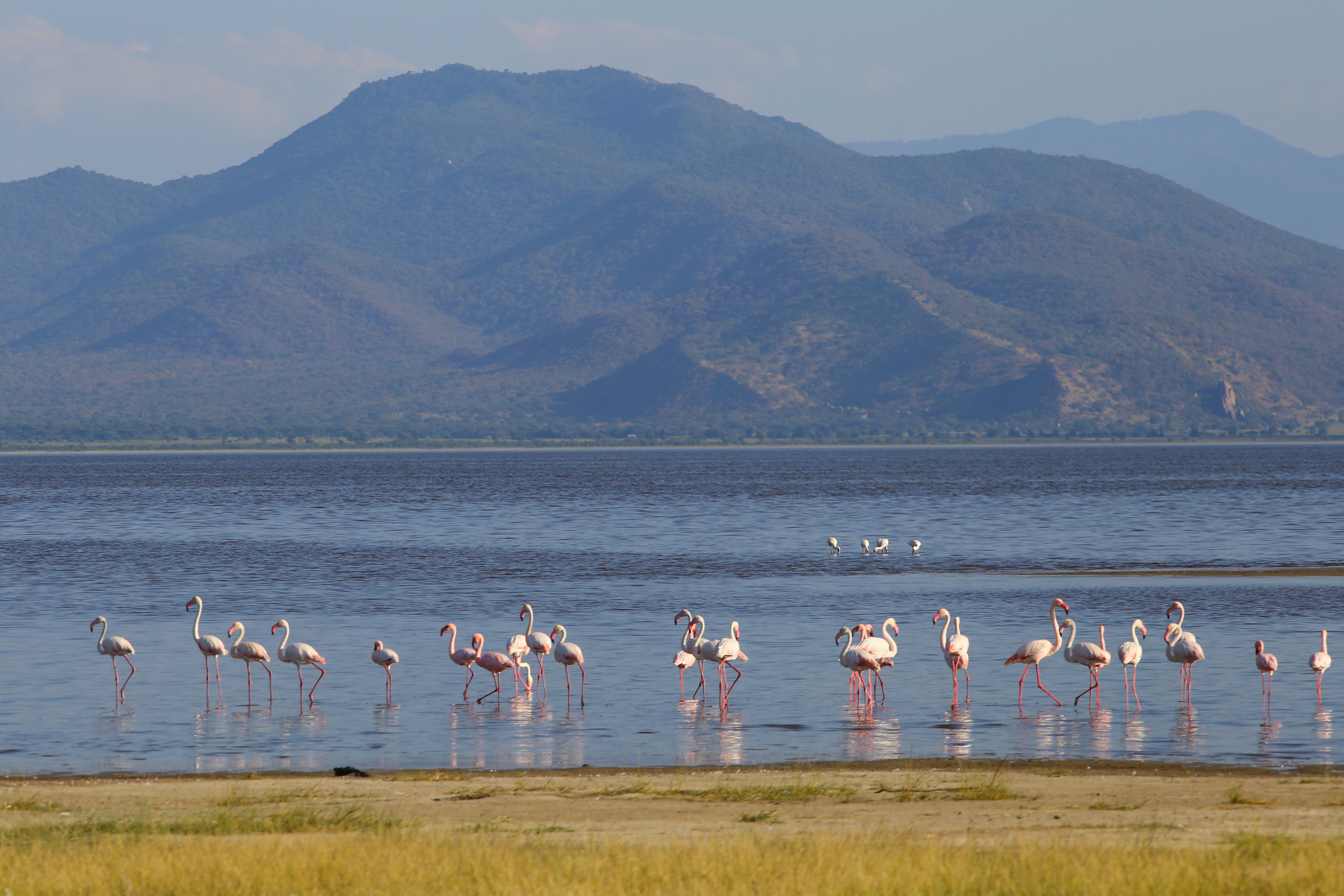 A group of flamingos wading in Lake Manyara in Tanzania.