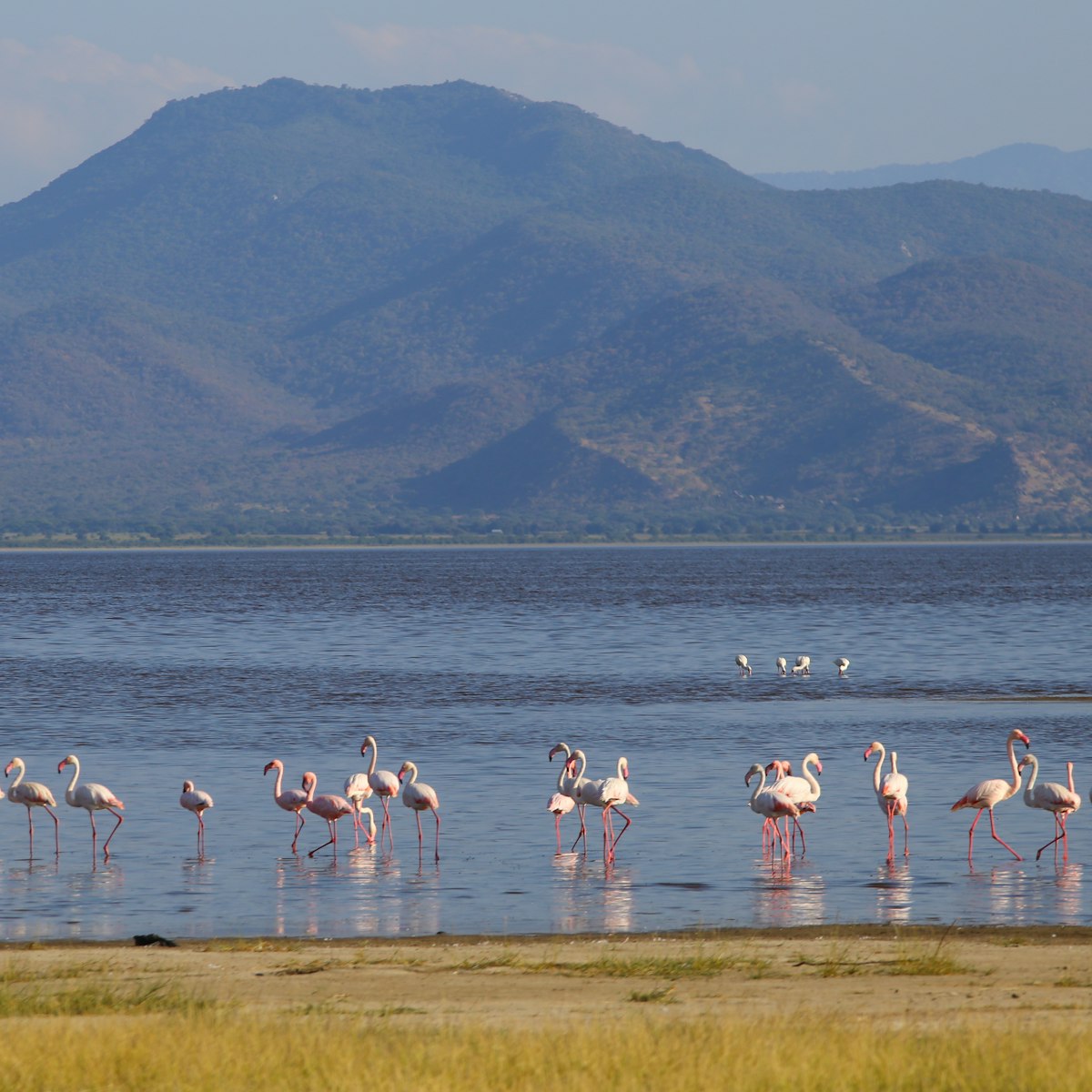 A group of flamingos wading in Lake Manyara in Tanzania.