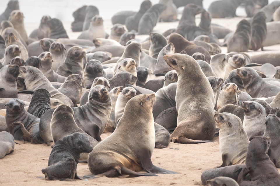 Cape fur seal colony on the Skeleton coast in South Atlantic ocean. Cape Cross Seal Colony, Namibia.
1177962424