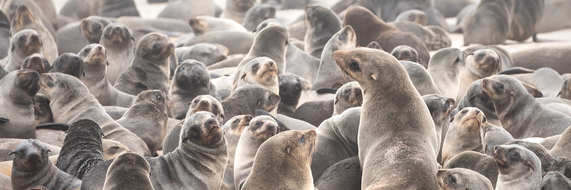 Cape fur seal colony on the Skeleton coast in South Atlantic ocean. Cape Cross Seal Colony, Namibia.
1177962424