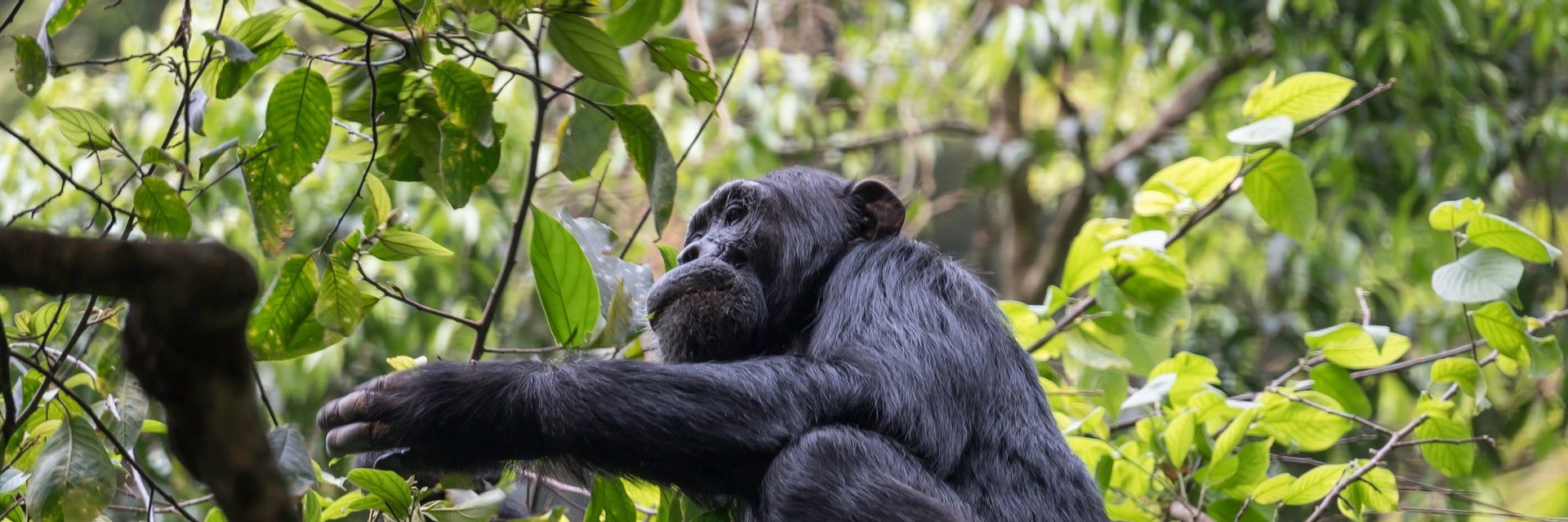 A chimpanzee in the Budongo Forest in the Murchison Falls National Park.