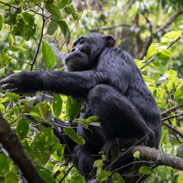 A chimpanzee in the Budongo Forest in the Murchison Falls National Park.