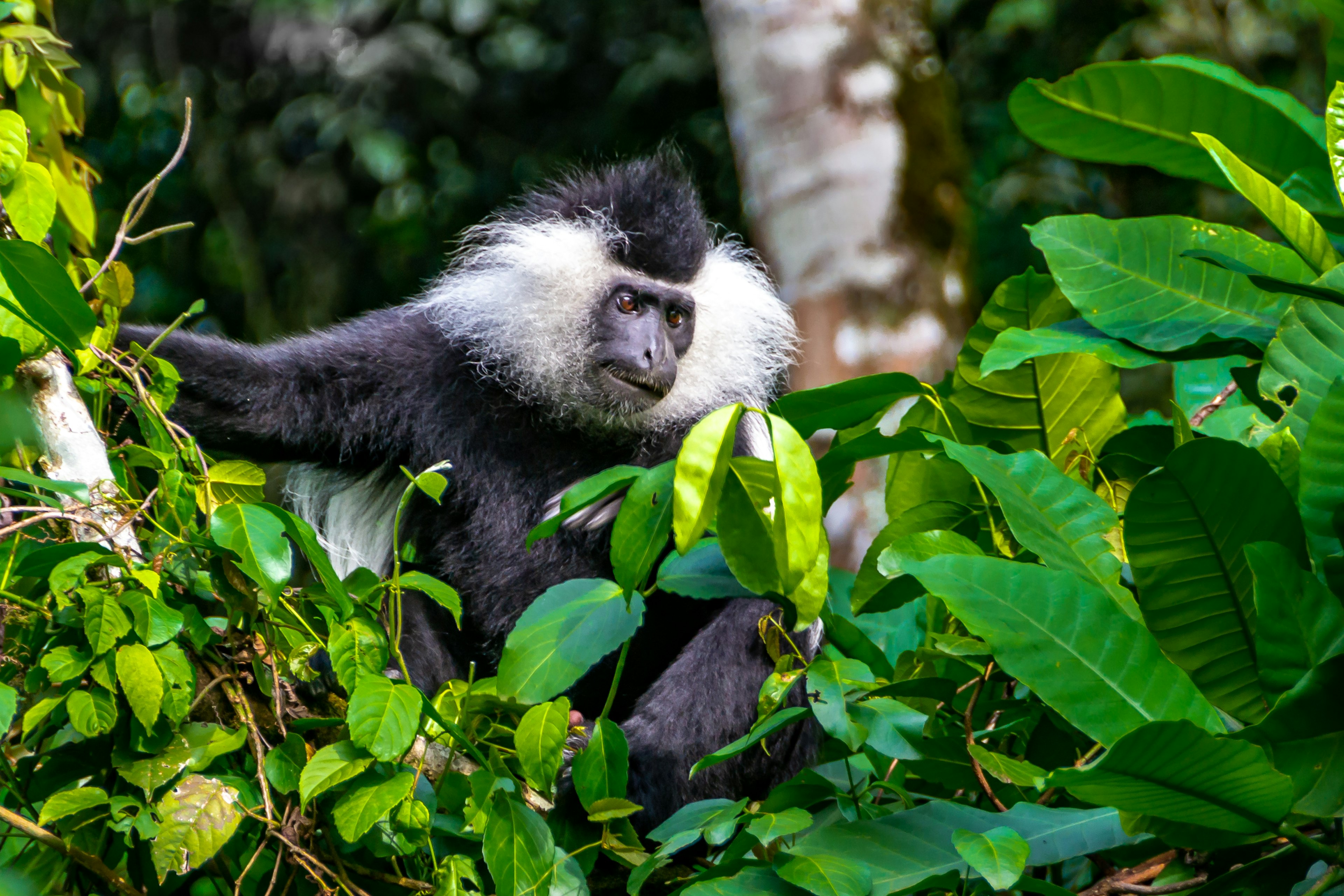 A black-and-white primate in a bush