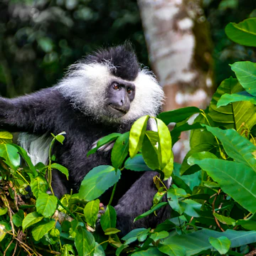 Wild Eastern Black-and-white Colobus in Nyungwe National Park.