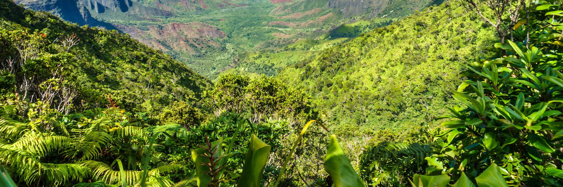 Puu O Kila Lookout on the Napali Coast, Waimea Canyon State Park, Kauai, Hawaii; Shutterstock ID 1221867661; purchase_order: 65050; job: ; client: ; other:
1221867661