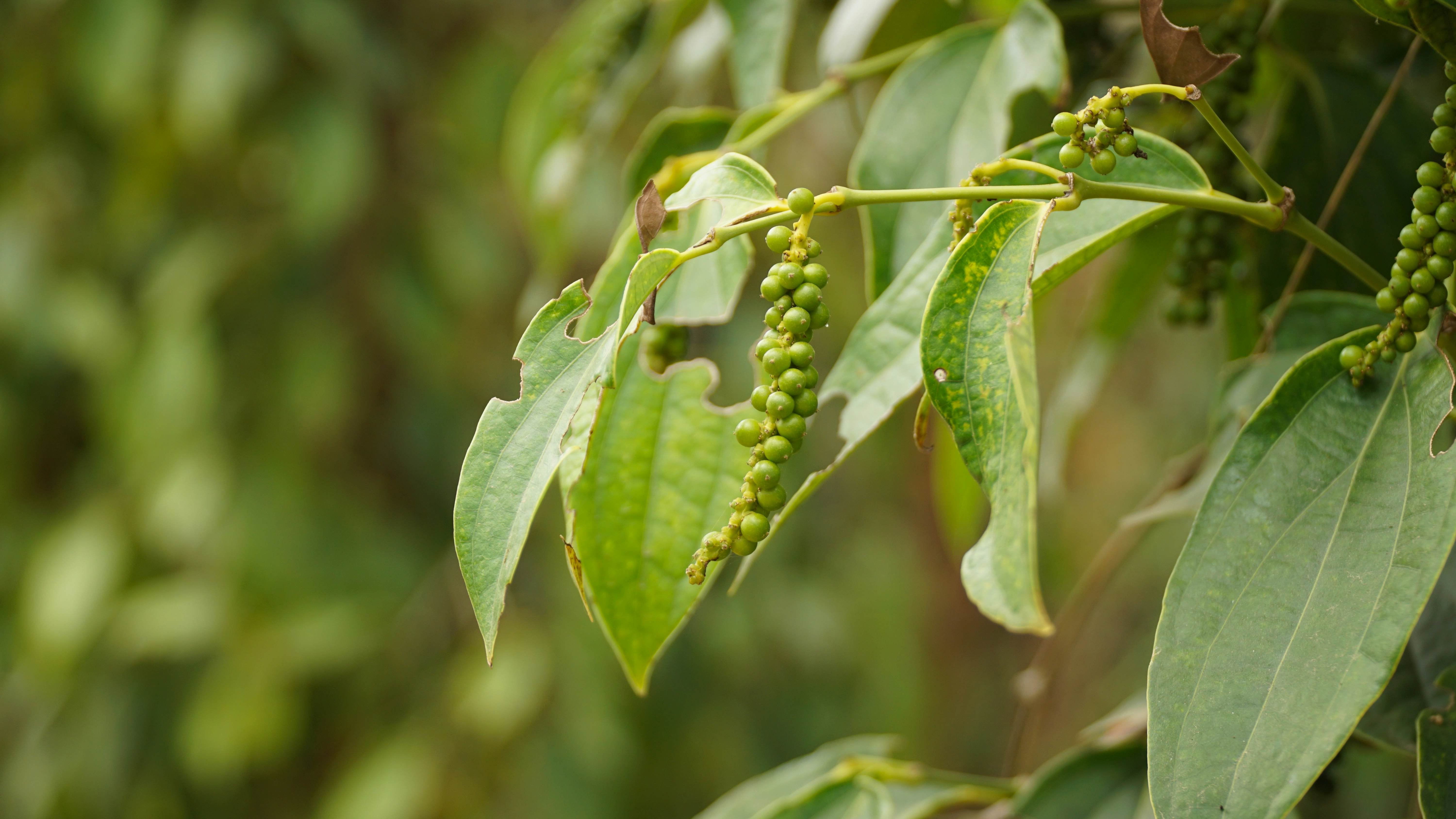 Sothy's Pepper Farm | Kep, Cambodia | Attractions - Lonely Planet