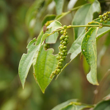 Pepper plant at Sothy's Pepper Farm near Kep, Cambodia.